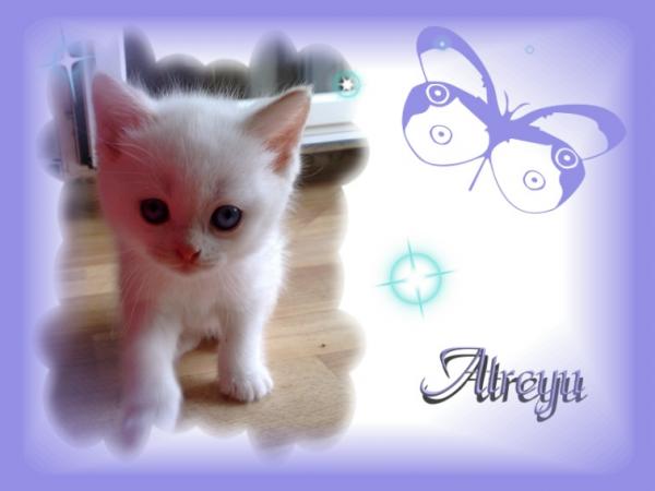 atreyu 1107083