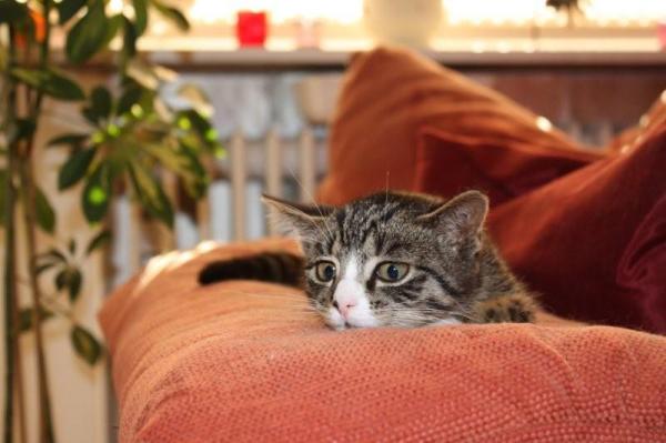 Auf der Lauer - hat meine Katze Tiga voll im Blick....