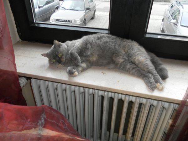 auf der warmen fensterbank fläzen