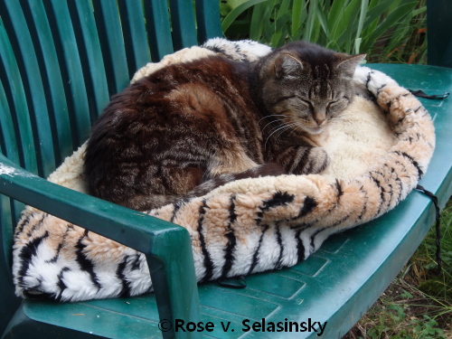 auf der warmen lammfelldecke