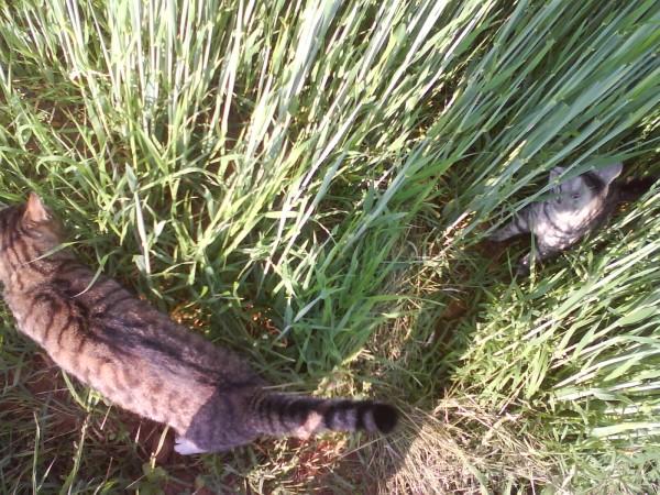 Auf diesem Bild ist Schlomo mit Kelly. Das ist das letzte Bild von ihnen, sie haben zusmmen mit meinem Hundi im Feld fangen gespielt.