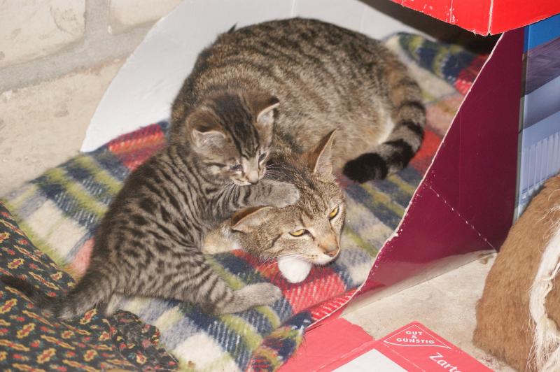 Auf Mami kann man sich verlassen. (2012)