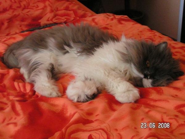 auf meinem Bett liegt er am liebsten