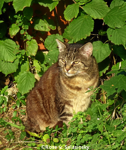 auf seinem lieblingsplatz