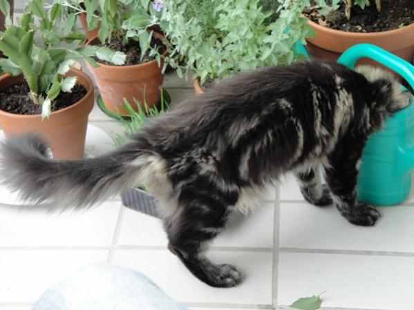 ...aus der Gießkanne schmeck's halt am besten!