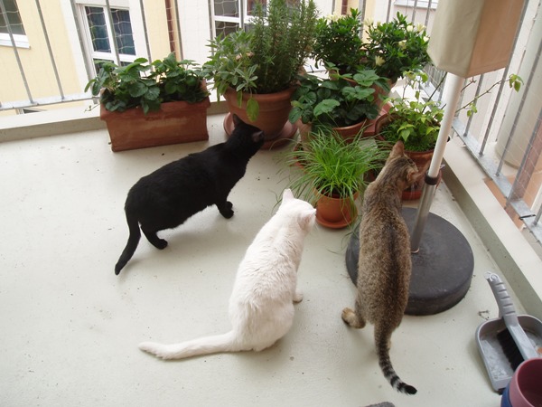 Ausflug ins Grüne :o)