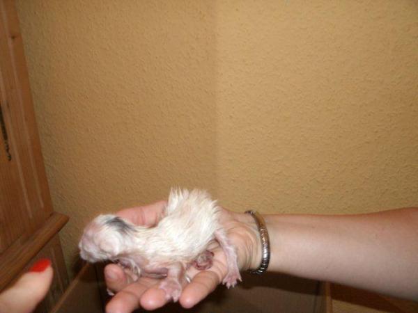 Baby 3, unser Punker *g*