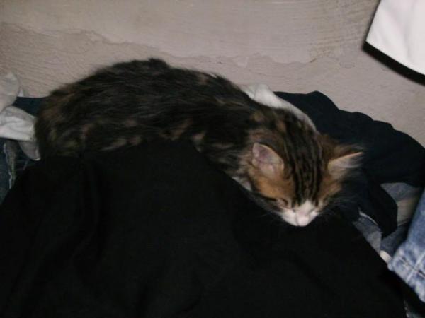 Bärli beim schlafen