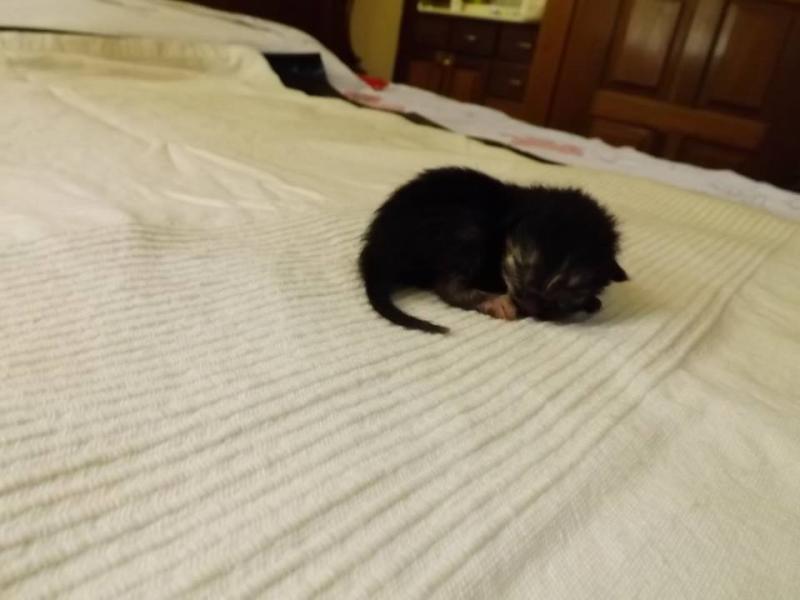 Baghira (Baby Nr. 2, weibl. am 1 Tag nach der Geburt)