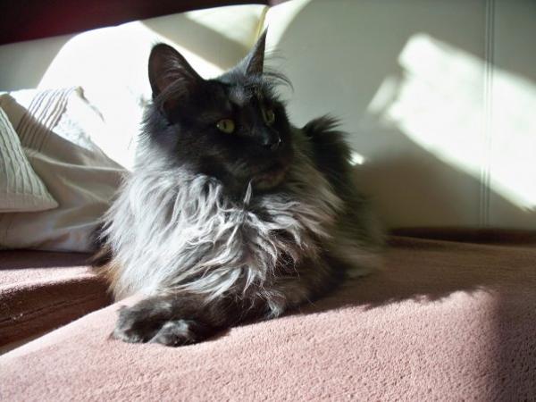 Baghira mit 1 1/2 Jahre!