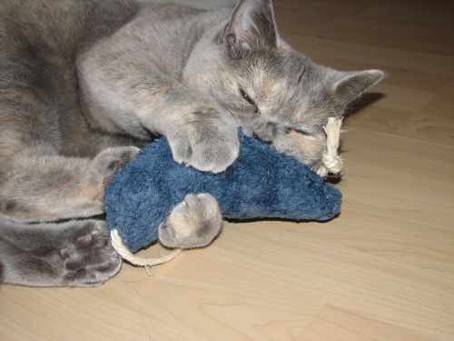 Baldrian riecht soo gut !