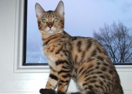 Bali´s zweiter Tag im neuen Zuhause.