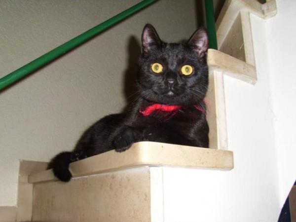 Balou, der stolze Kater, der leider überfahren wurde und das in einem Alter von 2 Jahren