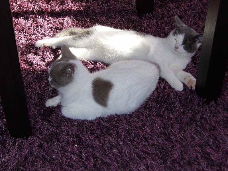 Basilius genießt die letzten Sonnenstrahlen