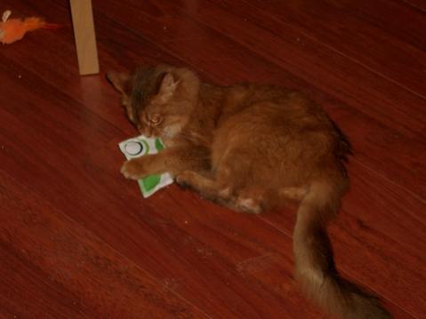 Bavella (Somali) kurz nach Ihrem Einzug am 8.3.2009
(*) unbekannt