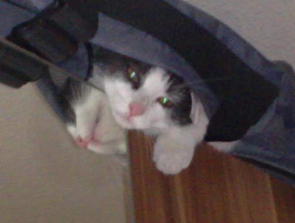 Bear, auf seinem lieblingsplatz. In der Reisetasche auf dem Schlafzimmerschrank. ( vier Monate alt )