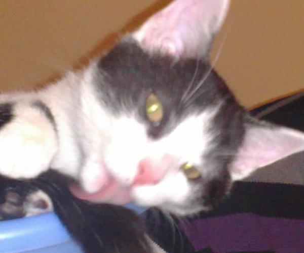 Bear ( vier Monate alt )