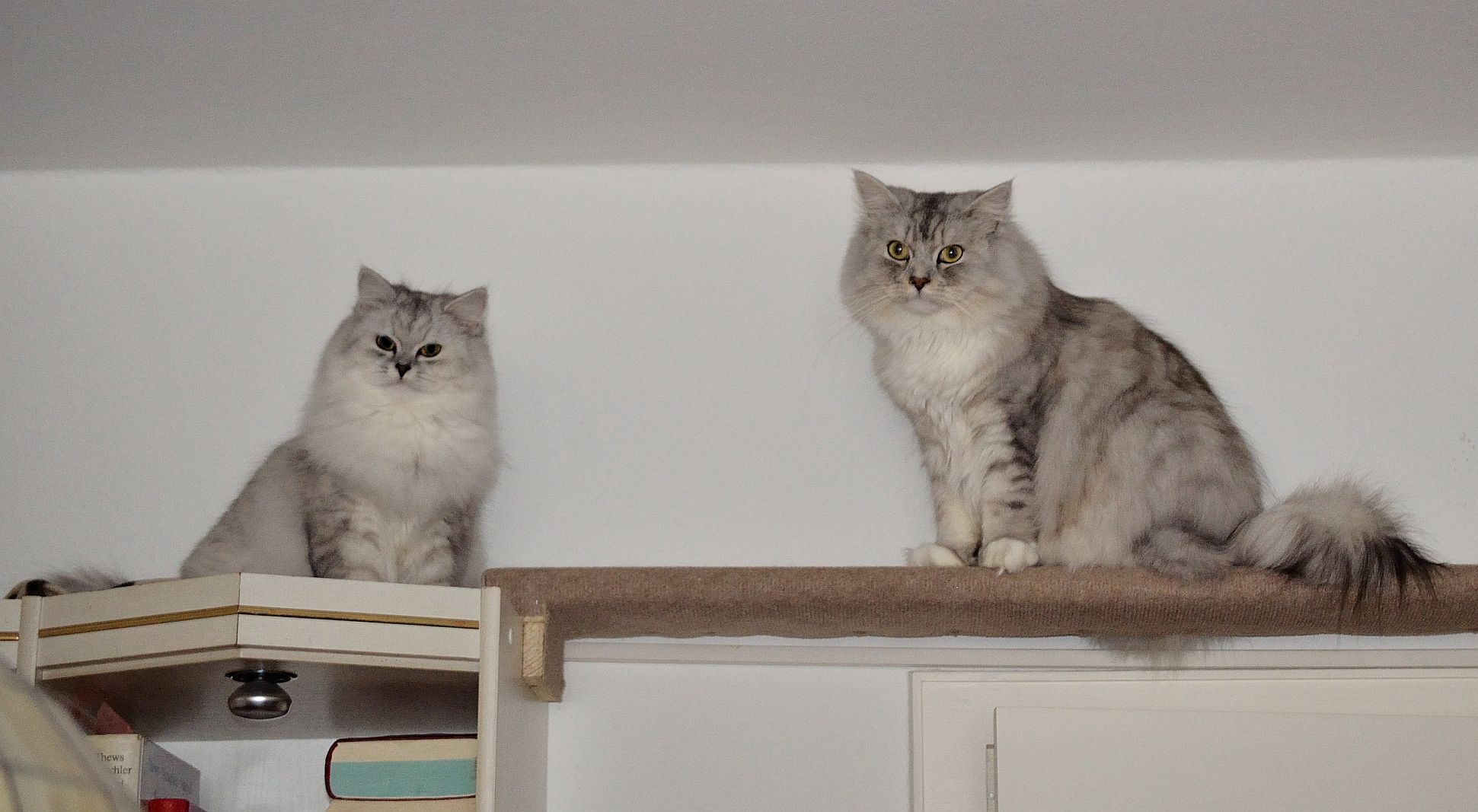 Beide auf dem Catwalk