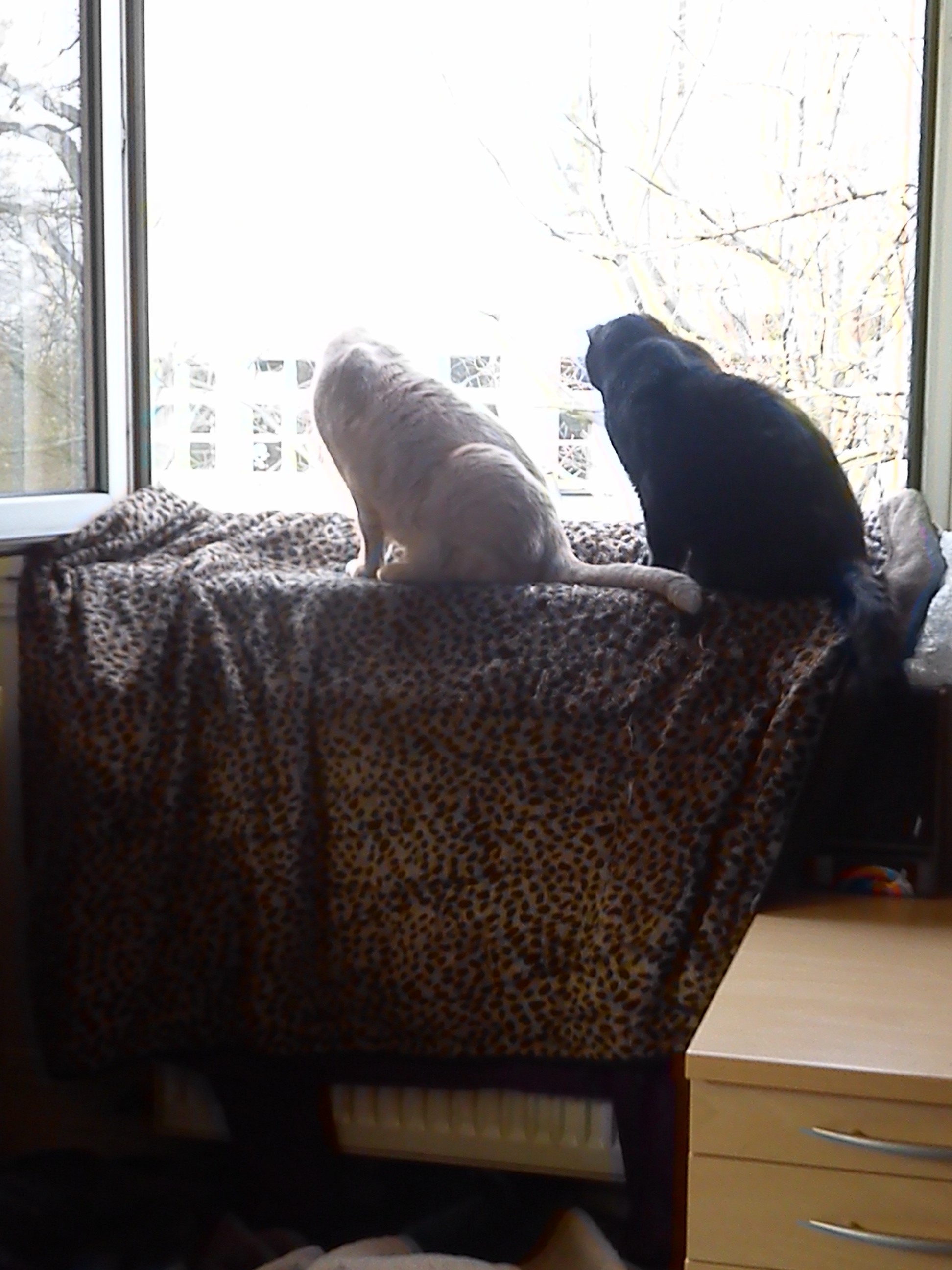 beiden muschis am gaffen :D