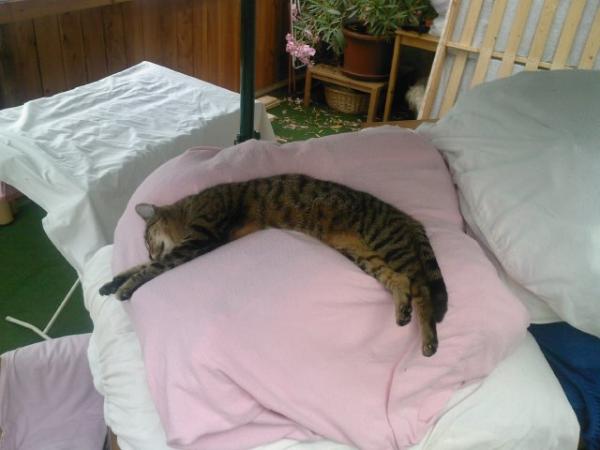 Beim Renovieren auf der zugedeckten Wäsche