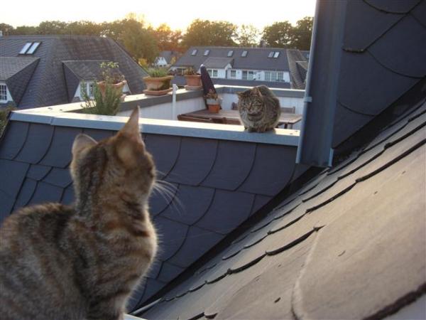 Bekanntschaft mit der Nachbarskatze
