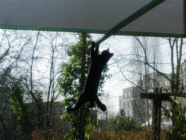 Benny der Cliffhanger