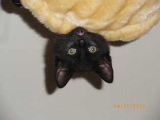 Benny die Fledermaus