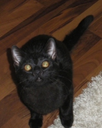 Benny die Neugiersnase