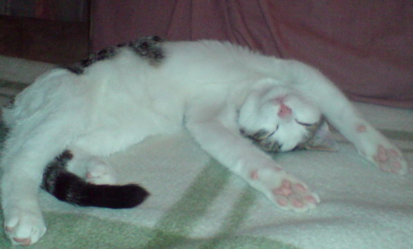 Bevorzugte Schlafstellung