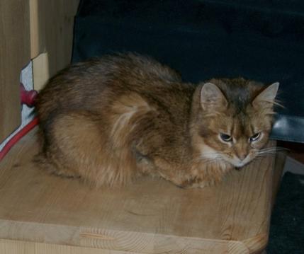 Bijou (Somali) hat ihren Stammplatz gefunden. Bei uns seit dem 3.3.2009
(*) unbekannt