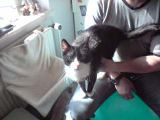 bin das Baby - mußt mich lieb haben (Gizmo)