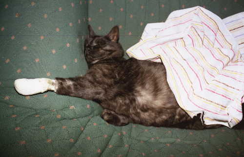 bisschen Mitleid erregen