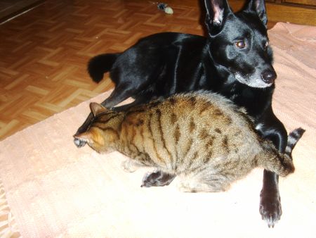 Blacky und Lisa 
Unsere Lisa und Familienhund Blacky