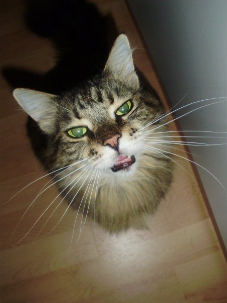 Blackys "Gib mir Futter"-Gesichtsausdruck.