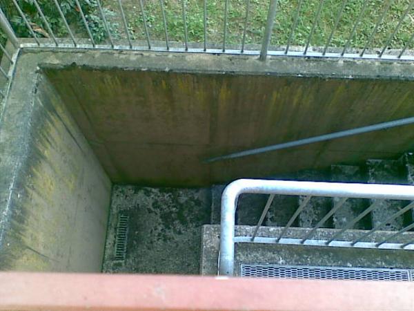 Blick der Katze vom Terassenkübel