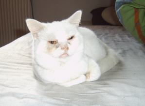 Blöder Schnupfen, aber hoffentlich ist er bald vorbei!!!!!