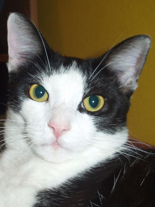 Bodo, mit ca. 7 Monaten.