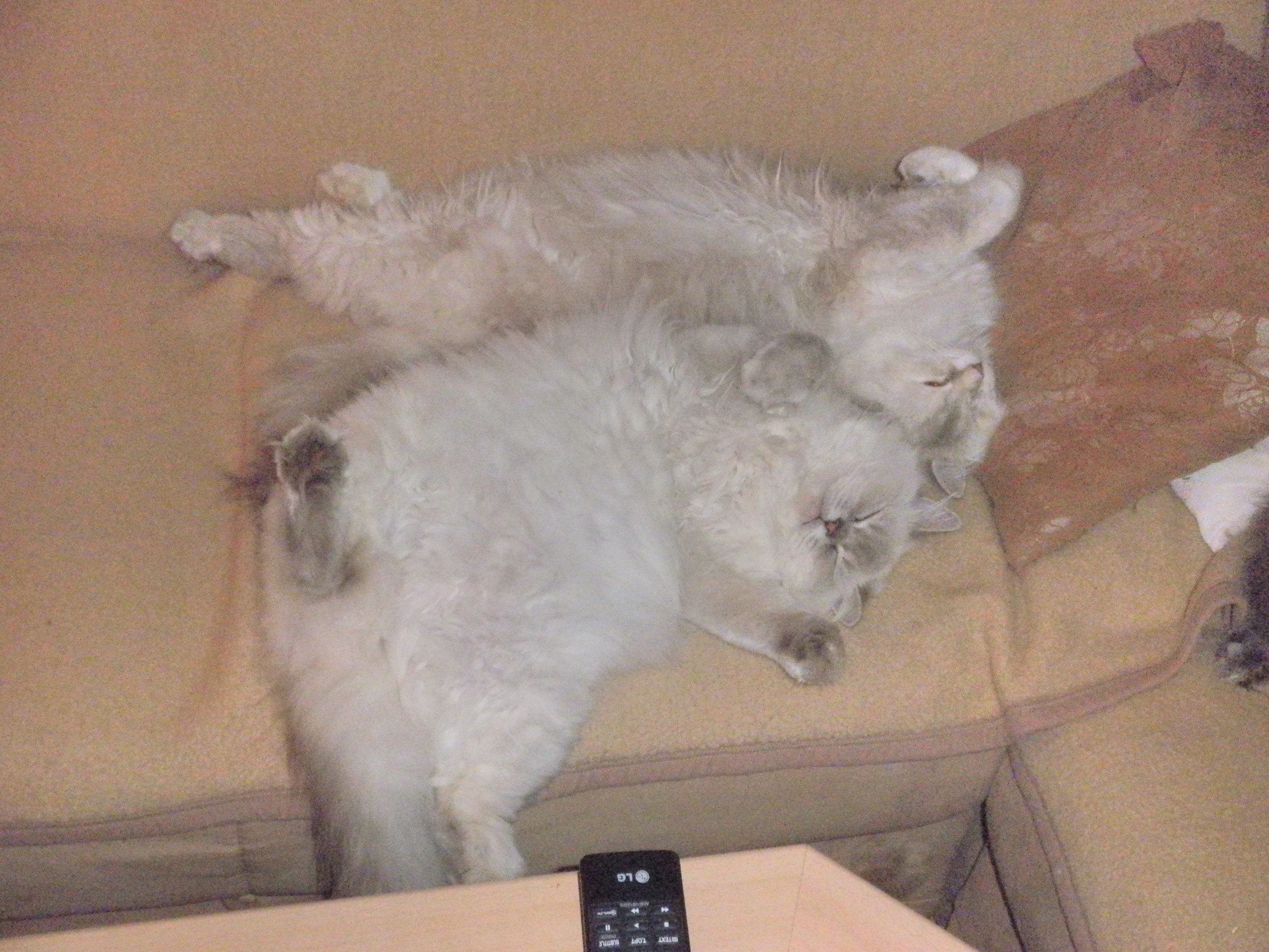 Bonny und Angelina auf " ihrem " Sofa