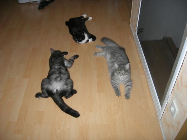 Boomer Sheila Felix Juni 2010