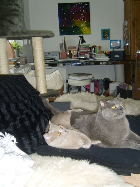 Briten kuscheln small