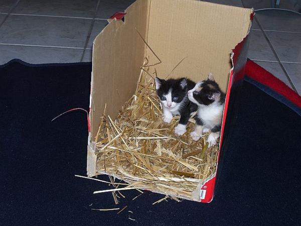 Buddy und Kiara gerade angekommen (5 Wochen alt) 05-09