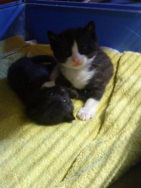 Bugsy und Balu als Babies