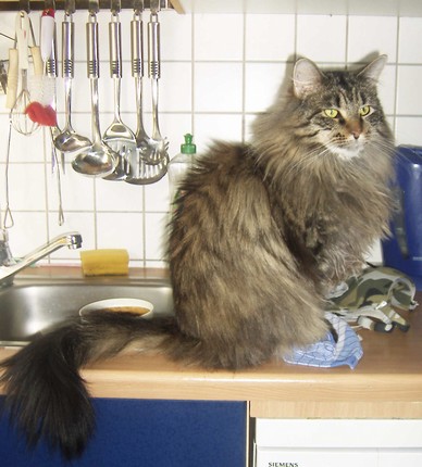 Caillou ist meine Hunze. Er geht mit mir spatzieren wie ein Hund. Hört aufs Pfeifen (wie all meine Katzen) und ist auch sonst ein ganz Besonderer.