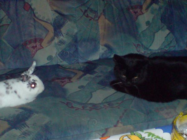 Caniko und Kira beim gemeinsammen ausruhn auf dem Sofa .Kira die Häsin ist leider nicht mehr bei uns schnif -:(