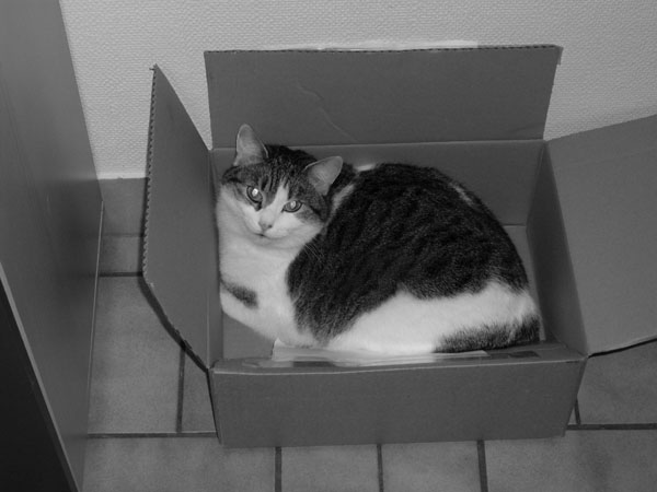 cat in a box
