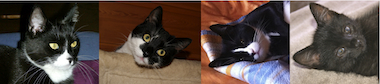 CatCollage