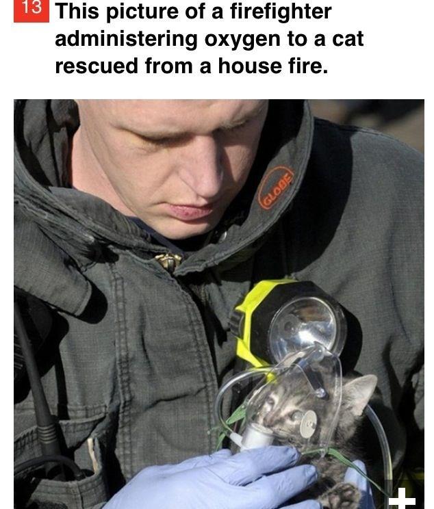 Cats Rescue 1