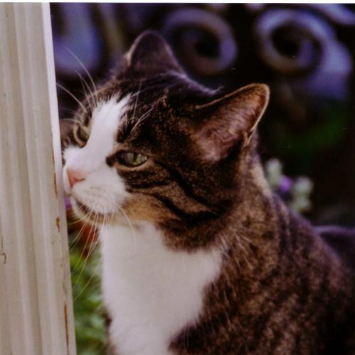 cesare mittel bearbeitet 1