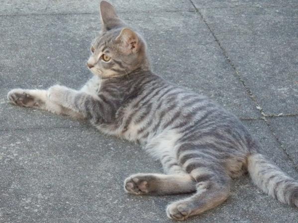 CH Uranus-Sif v.Tabbygaard
Rasse: Europäer (EUR)
Farbe: Blau mackerel tabby (a23)
Aus der Schweiz