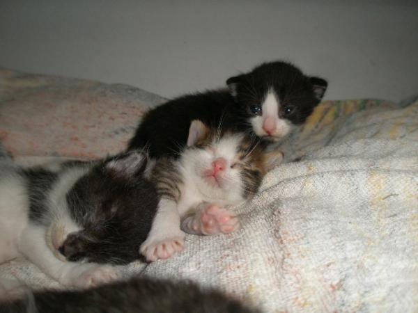 Chess,Janni und Chessi